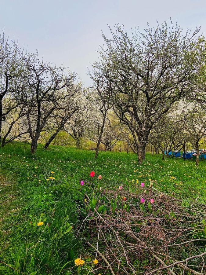 Cottage Modrich Struga Exteriér fotografie